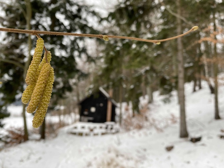 Zauber Winterwald