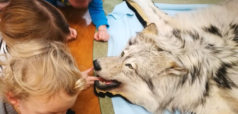 Wolfsunterricht im Kindergarten ⎜in der Schule