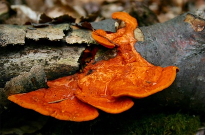 pilz_im_wald.jpg