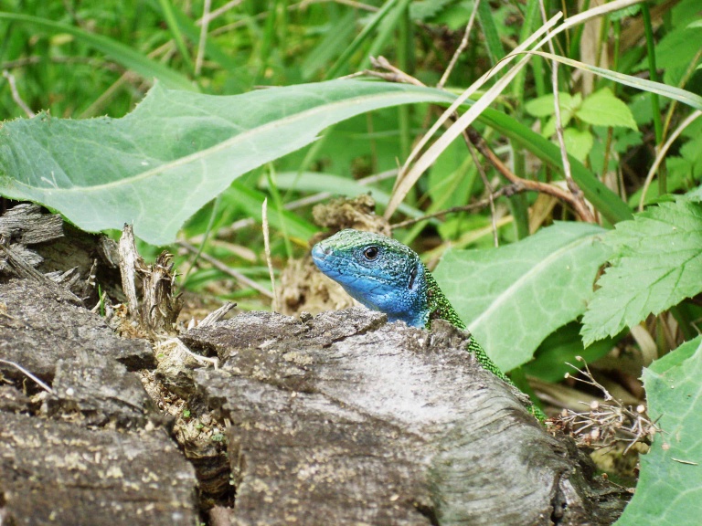 Das große Krabbeln in Wald und Wiese