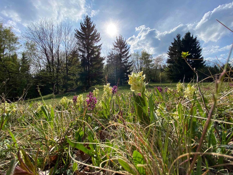 Frühlingserwachen an der Waldschule