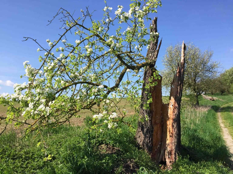 Birnbaum ⓒ Zuba Marcus